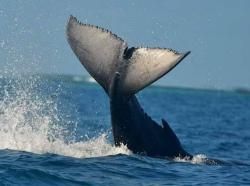 Nosy Boraha Sainte-Marie